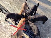 Căței ciobanesc Belgian