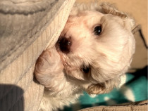 Cățelușa bichon maltez o lună jumătate- v&acirc;rsta