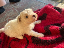 Cățelușa bichon maltez o lună jumătate-v&acirc;rsta