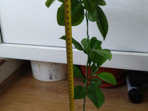 Lamai 10-20-30-50 cm inaltime