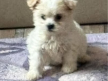Bichon maltez talie mică