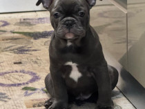 Bulldog francez culoare blu