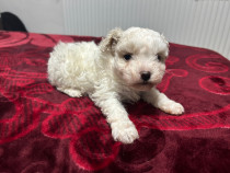 Bichon maltez femelă