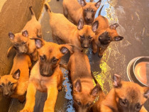 Pui Ciobănesc Belgian Malinois &ndash; rasă excepțională