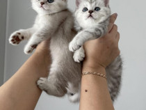 British shorthair puiuți