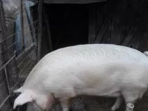 V&acirc;nd porc crescut natural 17lei kg
