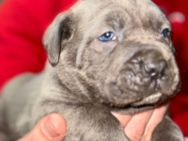 Căței Cane Corso cu pedigree tip A