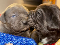 Căței Cane Corso cu pedigree tip A