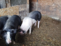 De v&icirc;nzare tineret