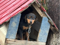 GRATIS Cățea copoi ardelenesc