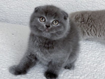 Scottish fold pui