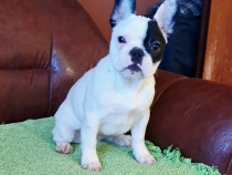 Bulldog Francez &ndash; Frumoasă cățelușă