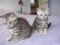 British Shorthair silver Tabby