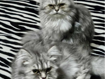 Motan Persan Silver Shaded