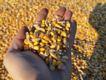 Graunte hibrid pentru animale