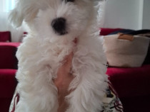 Pui de Bichon &ndash; generatori oficiali de fericire!