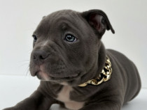 American bully pocket