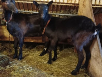 Două capre gestante și tap