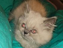 Motan 3 luni Himalayana