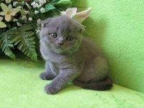 Pisici De Adoptat Gratis Iasi - Blog Pisica
