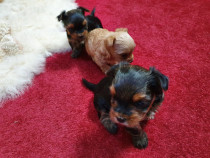 Yorkshire Terrier Lajumate Ro Anunturi Gratuite