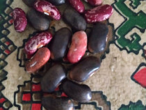 Semințe pentru semănat de: porumb,porumb pt floricele,fasole