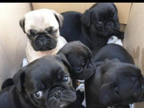 Pui mops pug carlino