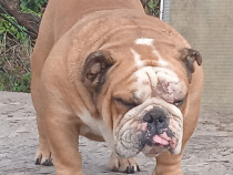 Timisoara u2022 Animale de companie 🐶🐱 Lajumate.ro u2022 Anunturi gratuite