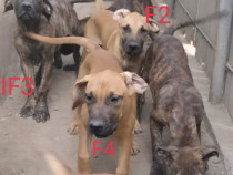 Juniori Adulti Presa dogo canario canisa Giurgiu Pedigree