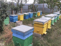 Anunț 20 stupi cu albine productive