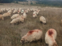 30 oi turcane reforme pentru sacrificat