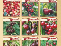 Pomi fructiferi altoiti (Transport gratuit oriunde in tara)