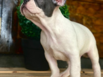Bulldog francez alb & blue