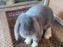 Iepurasi Berbec german adulti