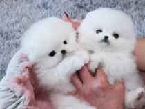 Disponibili pui frumoși de Pomeranian