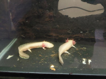 Axolotl albino 3 buc.