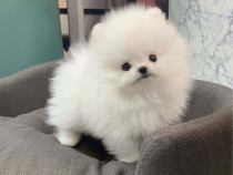 Pomeranian Boo fetița