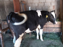 Vițea de rasa Holstein