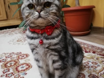 Femela pisica British Shorthair Tabby din parinti cu pedigree