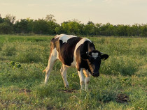 Vițea Holstein Gestantă