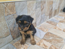 Yorkshire Terrier, 3 femele si 2 baieti