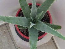 Aloe in ghiveci 7 ani