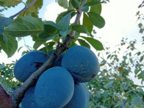 Prune blue free de toamna