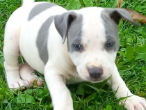 Căței amstaff blue