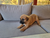 Pui de Bullmastiff