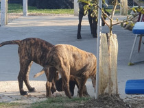 Catei presa canario