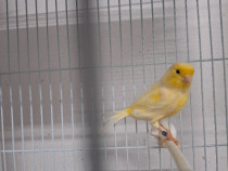 Diferite pasari canari etc