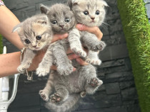 British și Scottish fold