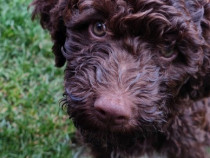 Mascul Lagotto Romagnolo + detalii trufe