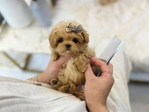 Maltipoo poodle mini toy